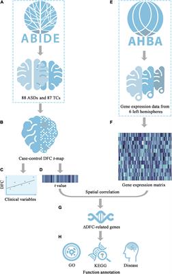 Dynamic Functional Connectivity Alterations and Their Associated Gene Expression Pattern in Autism Spectrum Disorders